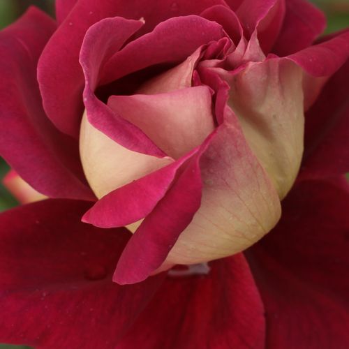 Růže eshop - Rosa  Kronenbourg - středně intenzivní - Stromkové růže s květmi čajohybridů - bordová - žlutá - Samuel Darragh McGredy IV. - stromková růže s rovnými stonky v koruně - -